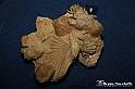VBS_9553 - Museo Paleontologico - Asti